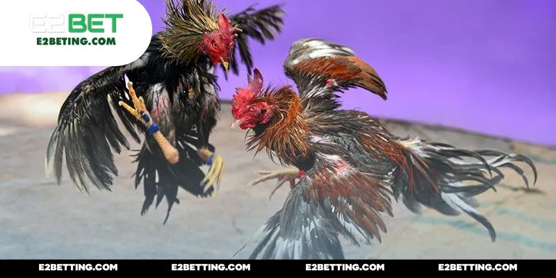 Cẩm nang cá cược bách phát bách trúng cho newbie trong game