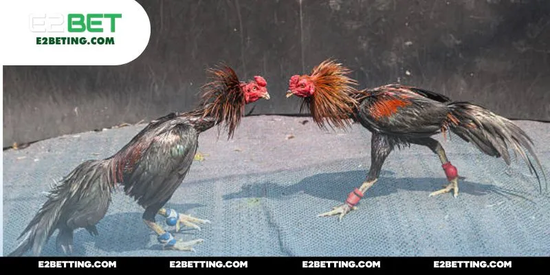 Đá gà bên Thomo đa dạng cho mọi đối tượng người chơi