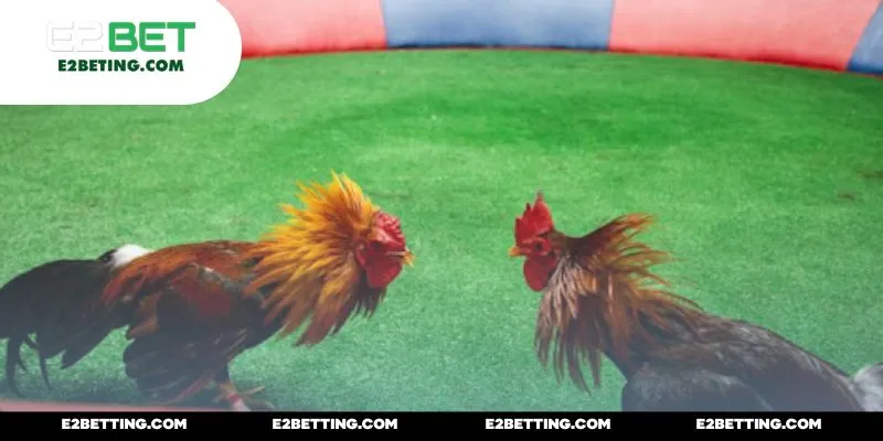 Giới thiệu về tên tuổi nổi bật trong đá gà Mộc Hóa