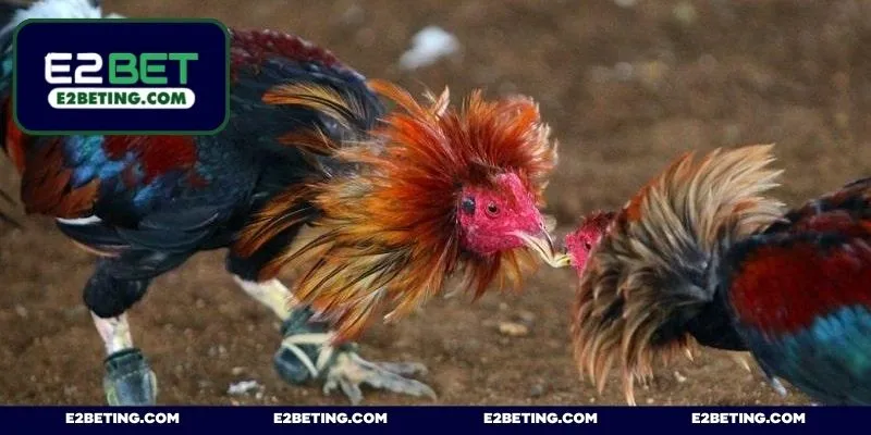 Tổng hợp những dòng đấu sĩ được tham gia cuộc chơi